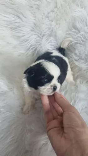 Shihtzu filhote amores
