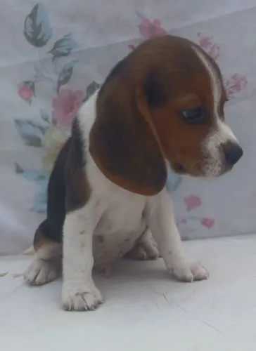 Filhotes de beagle 