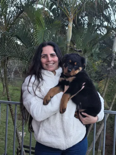 Rottweiler macho porte gigante