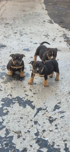 American bully pocket 