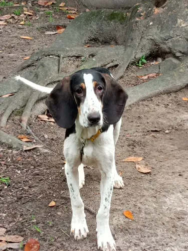 Cachorro smericano