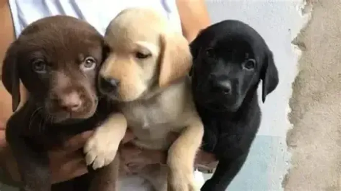 Labrador Filhotinhos