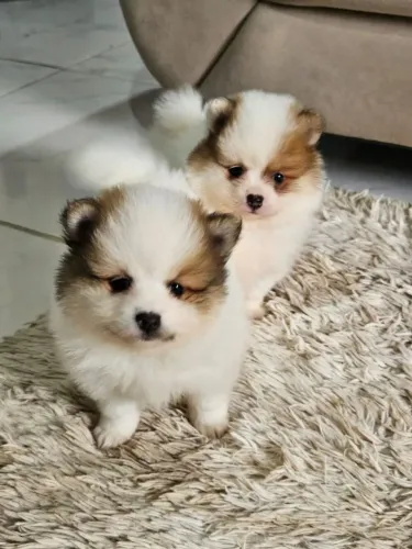 Spitz Alemão Anão Lulu da Pomerania
