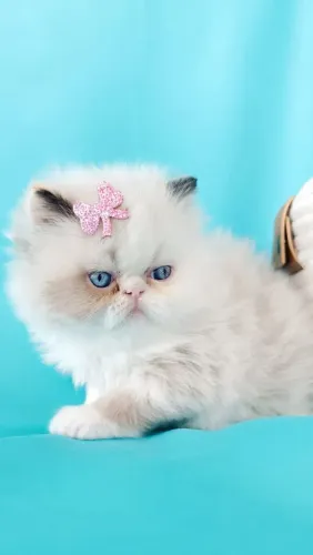 GATOS PERSA SUPER SHOW 