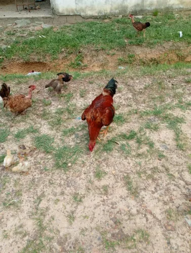 Galinhas,Galos, pintinhos Caipira