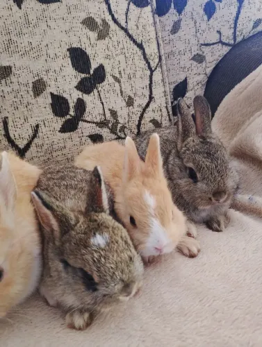 Coelhos mini 
