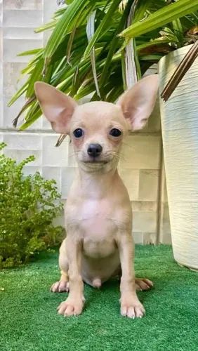 Chihuahua Macho