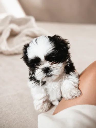 Filhote de Shih Tzu mini