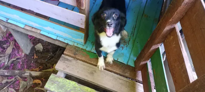 Doação de cachorro mistura de poodle com salsicha