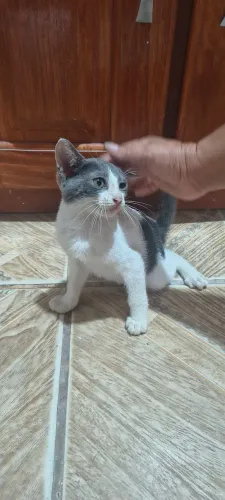 Gatinhos filhotes para adoção