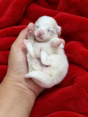 Lulu da pomerania