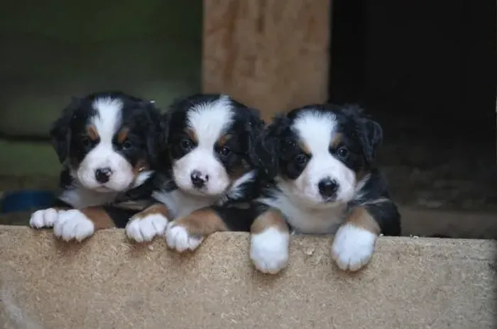 Filhote de Bernese Mountain Dog O Companheiro Que Une Beleza e Carinho