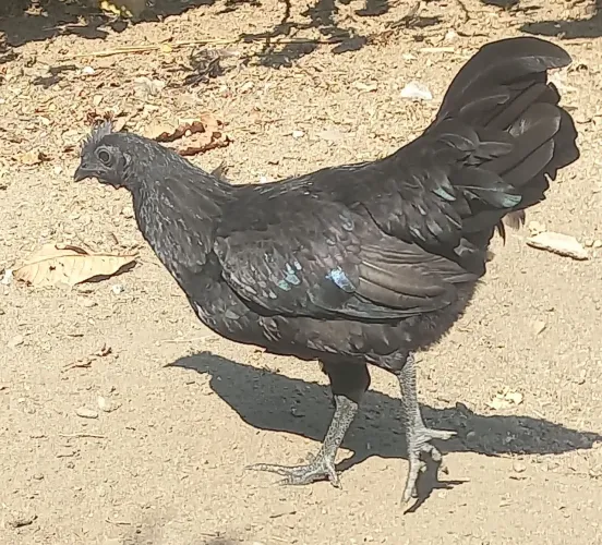 Frangos e frangas da raça Ayam Cemani