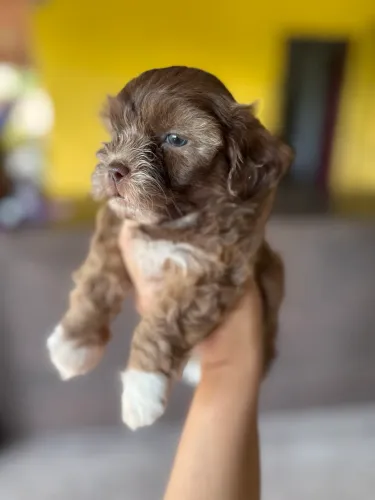 Shih tzu filhote