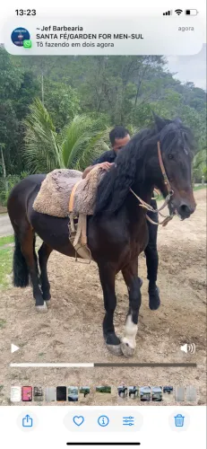 Vendo Cavalo Crioulo 