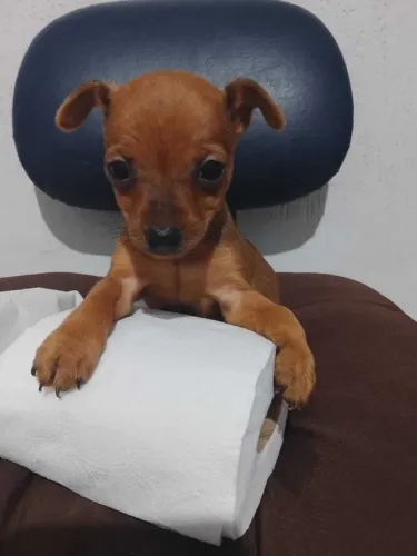 Filhote de Pincher ou pinscher macho mini, ótima oportunidade com recibo de compra e venda