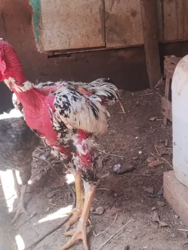 Galo índio gigante polaco 