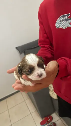 Vendo filhote de shih tzu MACHO
