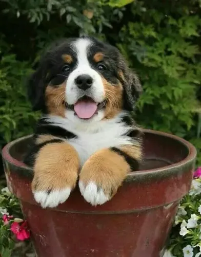 berneses sera seu melhor amigo