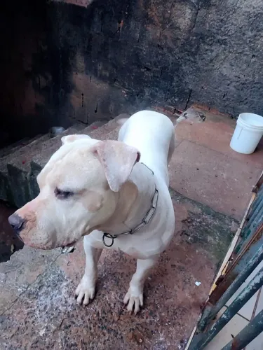 Doação cachorro pitbull