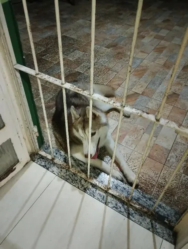 Doa-se cãozinho.