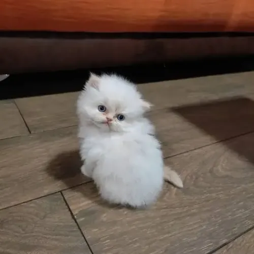 Doação de gato persa