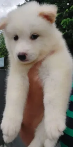 Husky fêmea