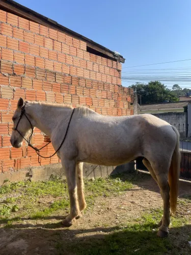 Cavalo marchador