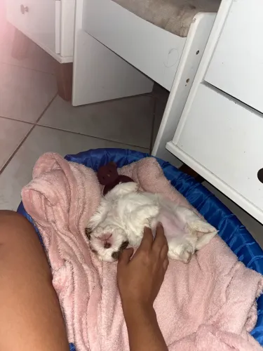 Shih-tzu