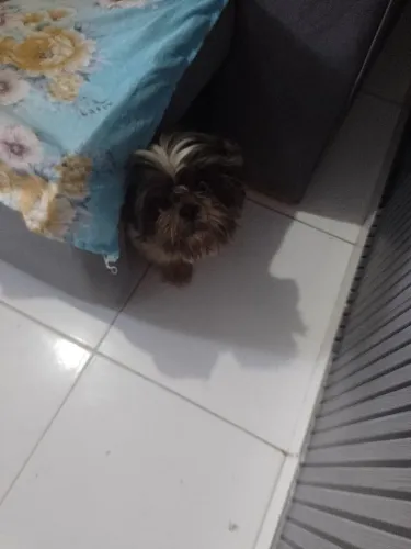 Vende-se Shitzu macho