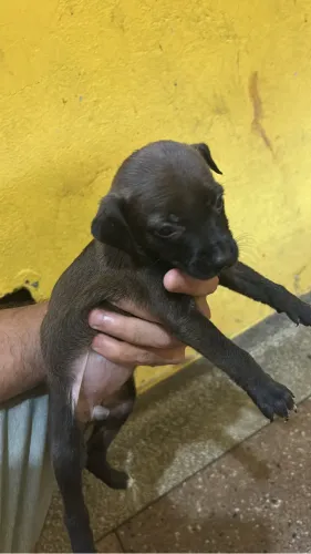 Doando cachorrinha