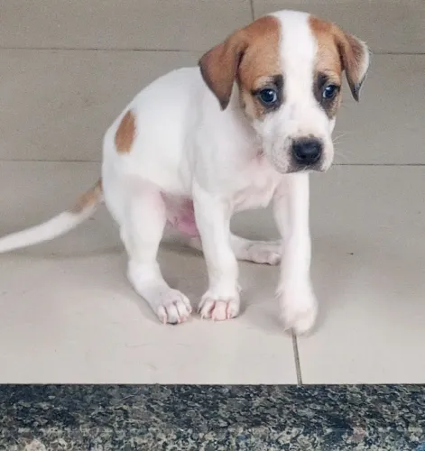 Doação de cachorrinho