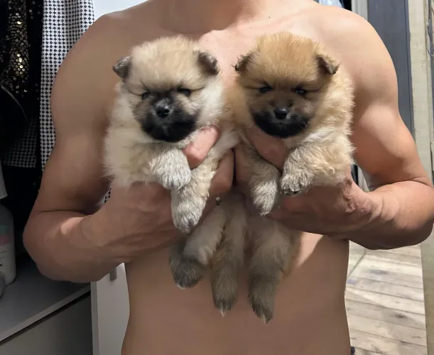 Lulu da Pomerânia 