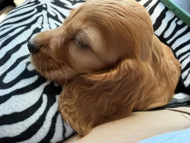 Cocker Spaniel pura magia