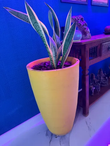 Proteja sua casa: Vaso com Espada de Santa Bárbara