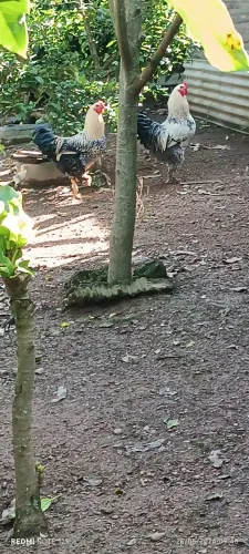Vendo galo branhma jovem 