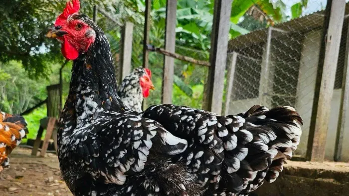 Ovos Galados de Galinha Sertaneja Balão GSB