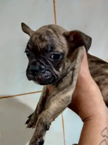 Filhote de Bulldog Francês
