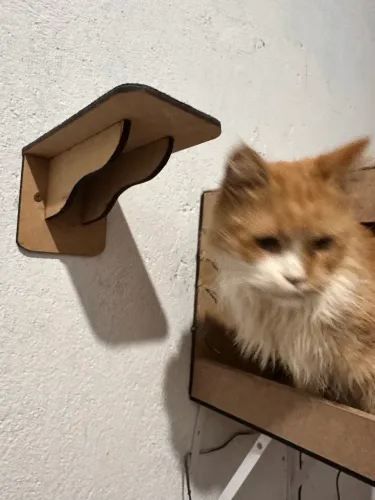 GATA MAINE COON LARANJA LINDA CARINHOSA 1 ano sou de Ferraz vascinada