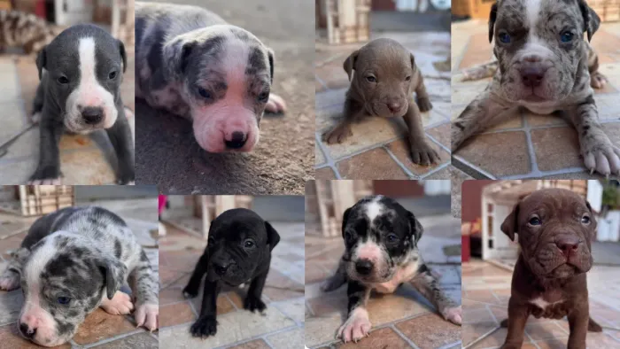 Filhotes de PIT MONSTER PEDIGREE 