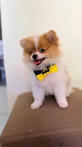 Spitz alemão 