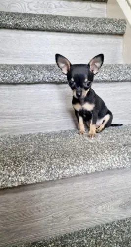Pinscher zero