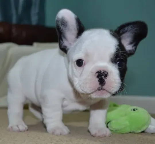 Bulldogue Francês - Amor Que Joga No Ataque Da Solidão
