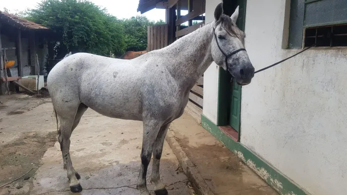 Cavalo Mangalarga marchador marcha picada
