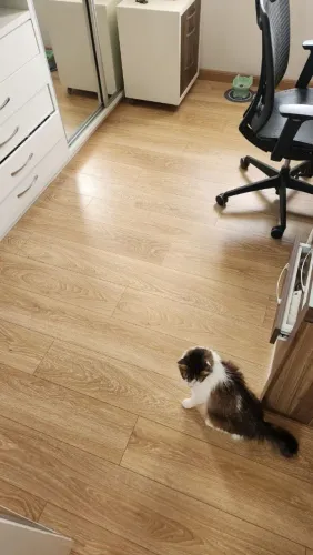 Piso Laminado importado/Produto Suiço