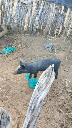 Porco