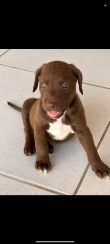 Filhote de Pitbull com labrador Retriever 