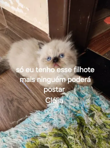 Temos filhotes de gatos persa Himalaia Seal point e red point disponível