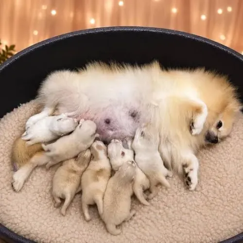 Lulu da Pomerania (Anão)