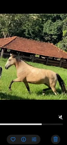 Égua mangalarga